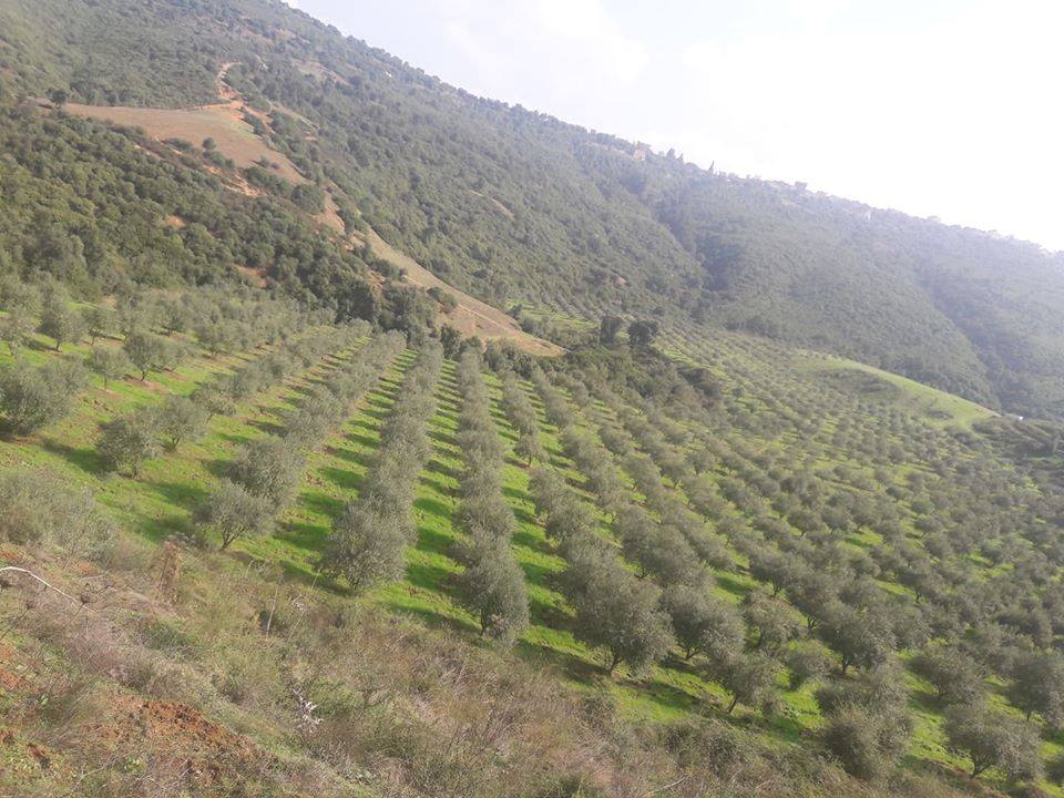 Estimation des rendements oléicoles de la campagne 2018/2019