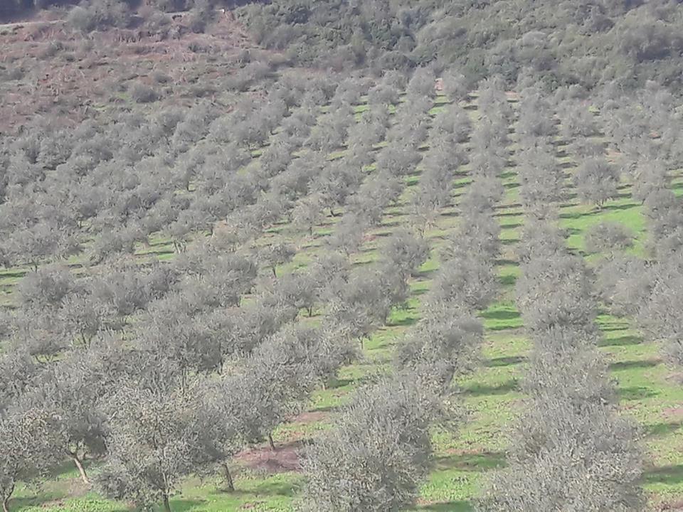 Estimation des rendements oléicoles de la campagne 2018/2019