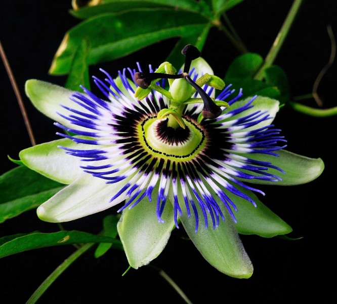 زهرة العاطفة