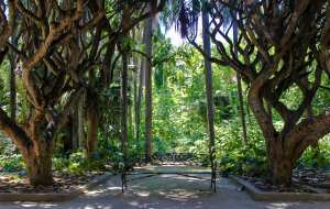 حديقة في الجزائر