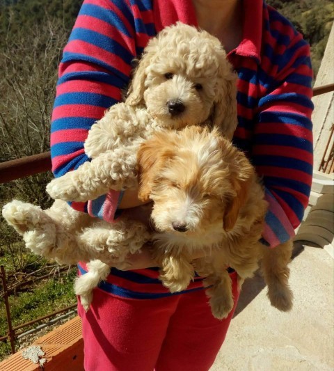 Caniche 🐩 Bichon maltais