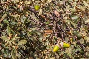 Les châtaigniers de la région de Terny (Par National de Tlemcen)