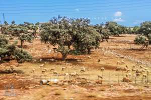 Terres arides du village d'Essahb entre Terny et Sebdou ...