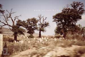 Cimetière du village Dalia