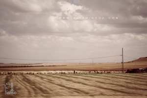 Région de La3wej à El 3richa région pastorale par excellence.