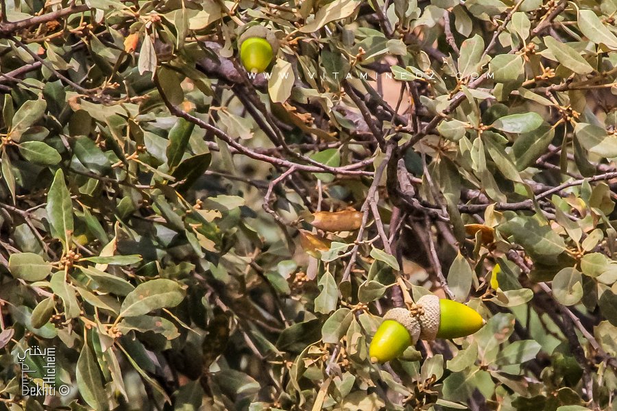 Les châtaigniers de la région de Terny (Par National de Tlemcen)