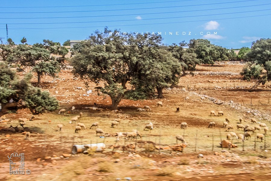 Terres arides du village d'Essahb entre Terny et Sebdou ...