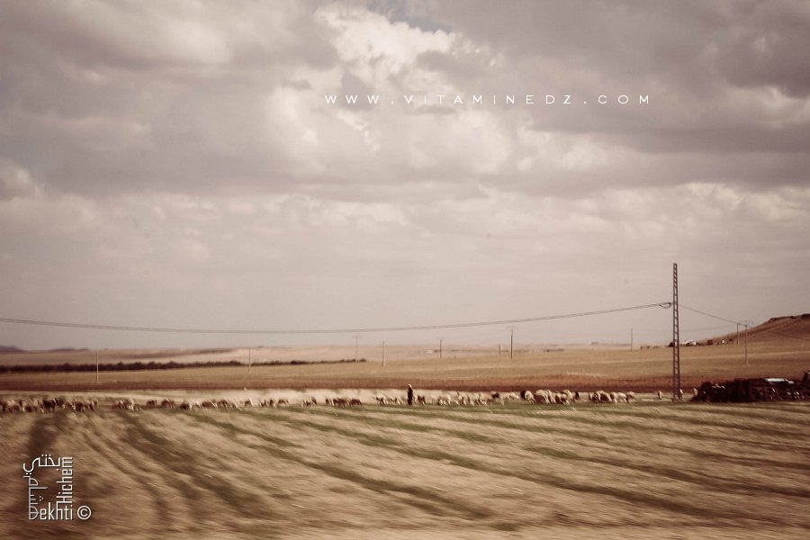 Région de La3wej à El 3richa région pastorale par excellence.