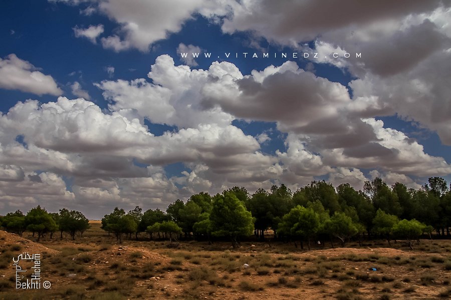 Des conifères plantés dans les années 70 et resté nains du coté de El Aricha