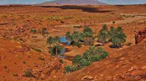 Tiout, une Oasis en quête de revalorisation... !