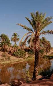 Tiout, une Oasis en quête de revalorisation... !