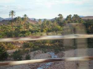 Tiout, une Oasis en quête de revalorisation... !