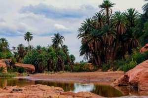 Tiout, une Oasis en quête de revalorisation... !