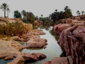 Tiout, une Oasis en quête de revalorisation... !