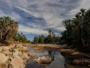 Tiout, une Oasis en quête de revalorisation... !