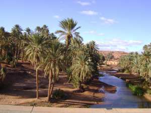 Tiout, une Oasis en quête de revalorisation... !