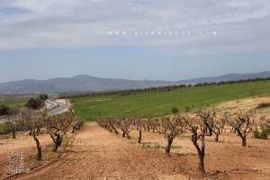 Commune de Zenata à vocation agro-pastorale (Au loin les monts traras)