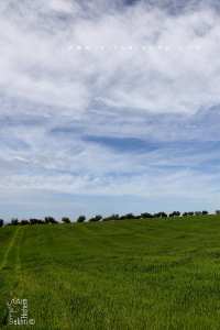 Commune de Zenata à vocation agro-pastorale les cereales occupent une grande place