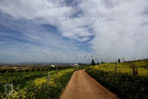 Commune de Zenata (Tlemcen) : exploitations agricoles des biens vacants