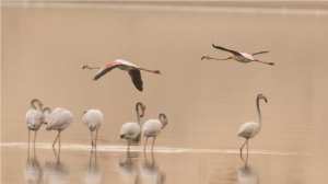 Zone humide d'El Maleh...!