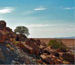 Découverte d’ossements fossiles de trois animaux à Djelfa... !