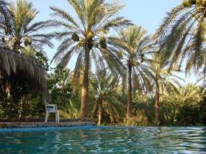 Biskra ,   Jardin Landon   ... !