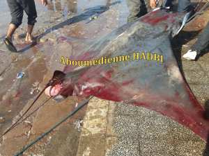 PECHERIE DE GHAZAOUET