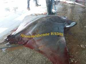 PECHERIE DE GHAZAOUET