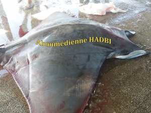 PECHERIE DE GHAZAOUET