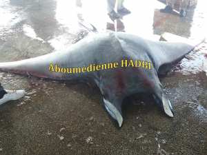 PECHERIE DE GHAZAOUET