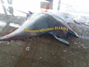 PECHERIE DE GHAZAOUET