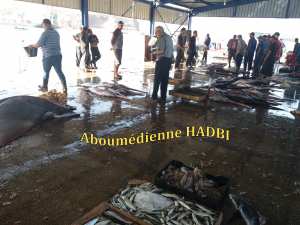 PECHERIE DE GHAZAOUET