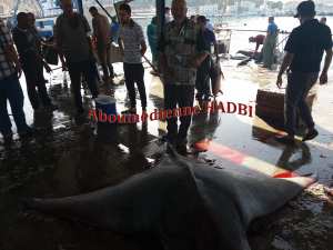 PECHERIE DE GHAZAOUET