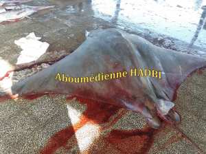 PECHERIE DE GHAZAOUET