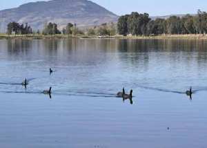 Lac de Sidi Mohamed Benali... !