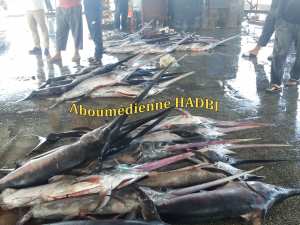 PECHERIE DE GHAZAOUET