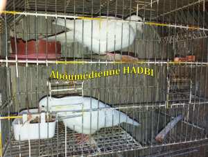 TOURTERELLES BLANCHES