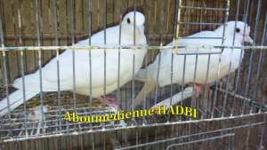 TOURTERELLES BLANCHES