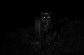 Planète - Ethiopie: Un léopard noir photographié pour la première fois depuis plus de cent ans