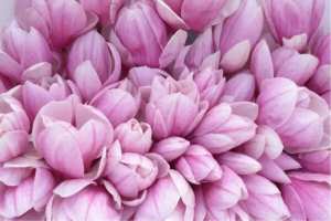 Vous êtes Digne D'un Magnifique Magnolia