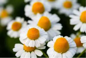 Populaire Marguerite FLeur
