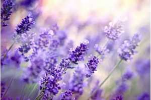 Unique Lavande FLeur