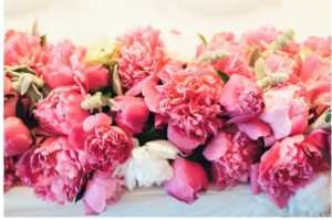 La Pivoine Signe De Malchance