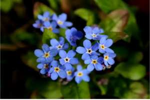 Modeste Myosotis FLeur