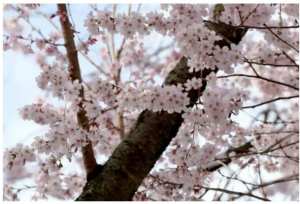 Sakura Fleurs De Cerisiers