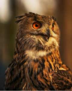 Expression d'un hibou surpris !