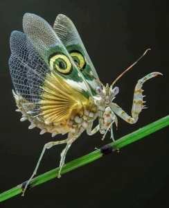 Pseudocreobotra wahlbergi  .