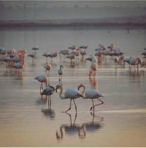 Flamant Rose à ORan