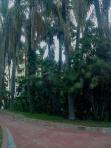 Les Jardins d'Alger... !