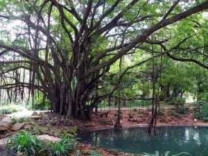 Les Jardins d'Alger... !